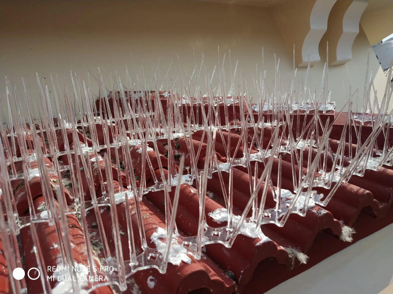 Bird Spikes Bhubaneswar